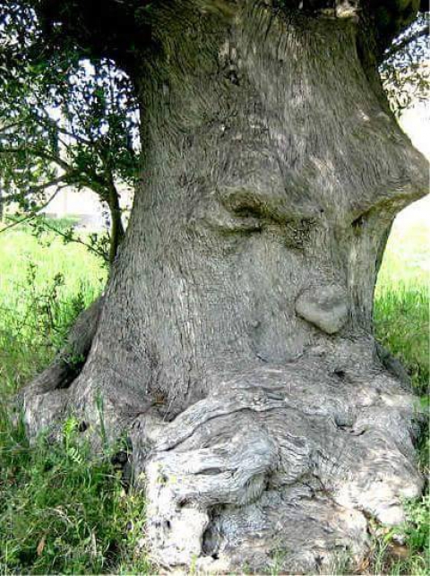 "L'ulivo pensante": �Nessun fotoritocco, quell'albero esiste e va protetto�